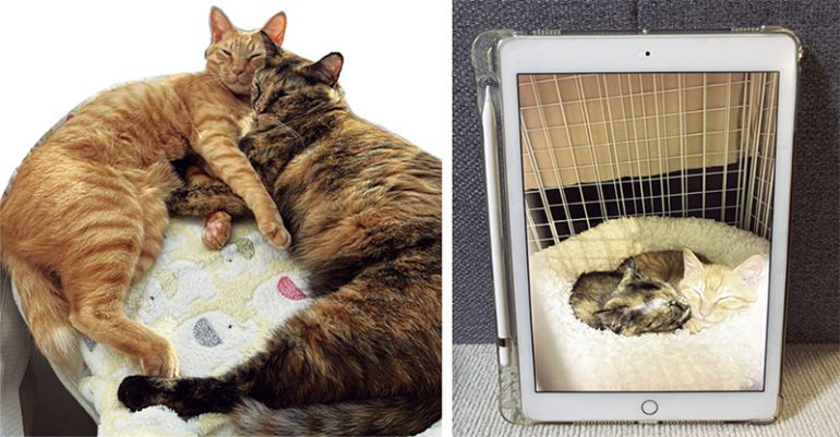 愛猫