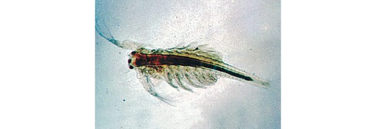 テンヨー『シーモンキー』