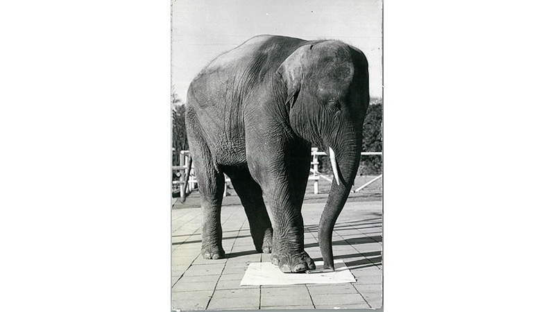 サンスター文具　アーム筆入