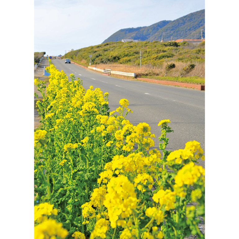 房総フラワーライン