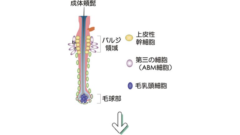 発毛器官を生体外で完全再現