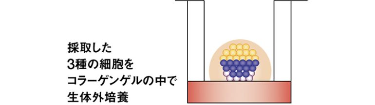 発毛器官を生体外で完全再現