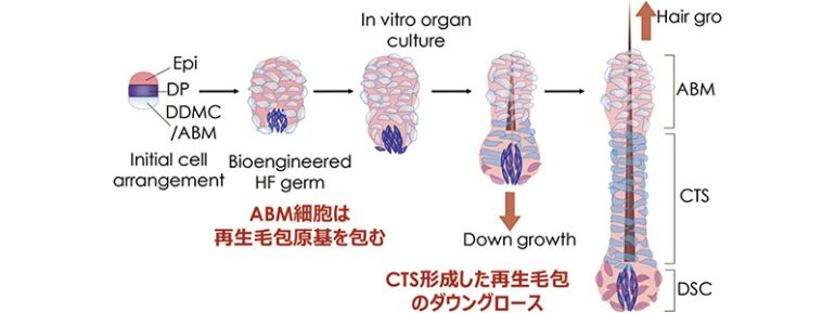 第3の細胞の役割はダウングロース支持機能