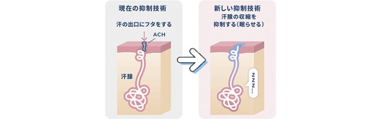 マンダムの先端汗腺研究