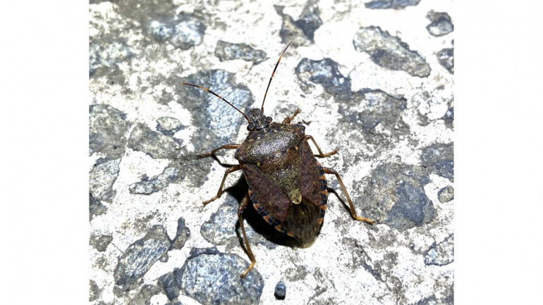 【牧田習の昆虫博士】最近カメムシが大量発生している理由と侵入 ...