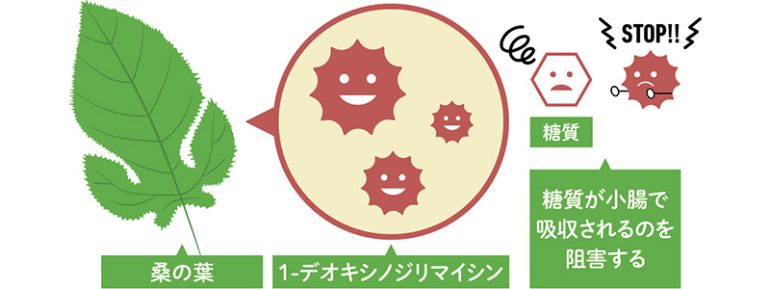 桑の葉